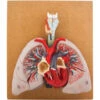 Eisco AM00710 - Human Lungs Model - 460 X 400 X 130mm 1 Eisco AM00710 - Human Lungs Model - 460 X 400 X 130mm -Heating Equipment 17781745 1