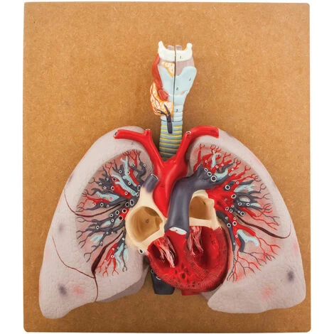 Eisco AM00710 - Human Lungs Model - 460 X 400 X 130mm 3 Eisco AM00710 - Human Lungs Model - 460 X 400 X 130mm